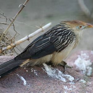 Guira Cuckoo @ Berlin Zoo; 05.09.2007
