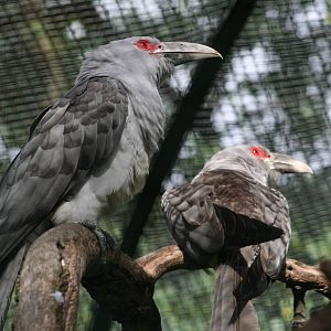 Channel-billed Cuckoos @ Berlin Zoo; 05.09.2007