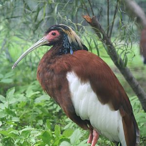 Madagascan Crested Ibis @ Berlin Zoo; 05.09.2007