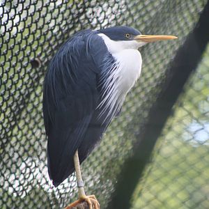 Pied Heron @ Berlin Zoo; 05.09.2007