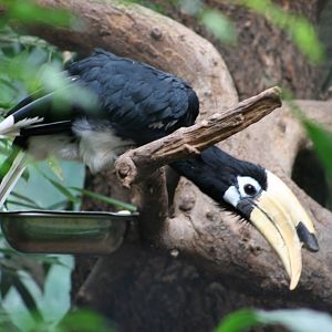 Oriental Pied Hornbill @ Berlin Zoo; 05.09.2007