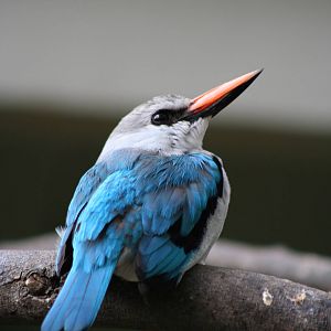 Woodland Kingfisher @ Berlin Zoo; 05.09.2007