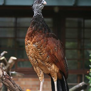 Female Great Curassow @ Berlin Zoo; 05.09.2007
