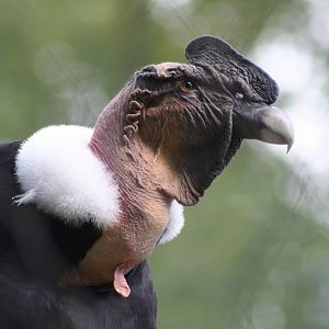 Andean Condor @ Berlin Zoo; 05.09.2007