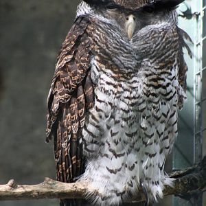 Barred Eagle Owl @ Berlin Zoo; 05.09.2007