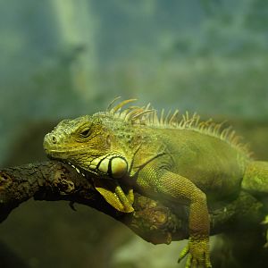 iguana