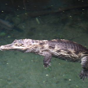 black caiman