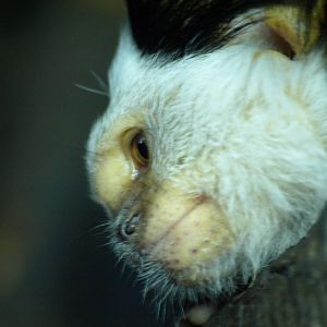 Geoffrey's marmoset face