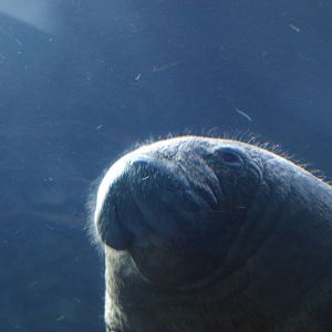 manatee