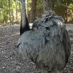 Greater rhea