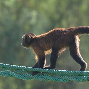 brown capuchin