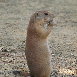 praire dog