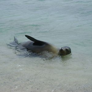 Galapagos Sea Lion