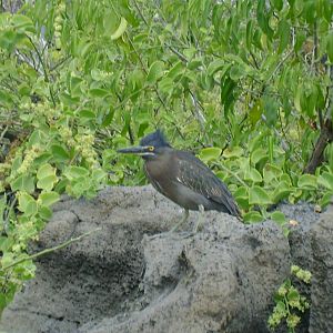 Lava heron