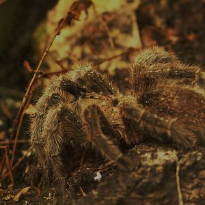 wolf spider