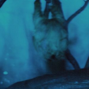 Hoffmann's two-toed sloth