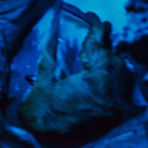 Hoffmann's two-toed sloth 2