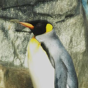 King penguin