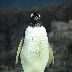 gentoo penguin