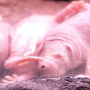 naked mole rats