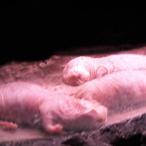 naked mole rats 2
