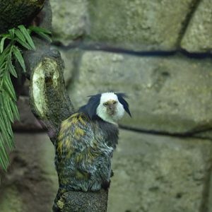 Geoffrey's marmoset 2