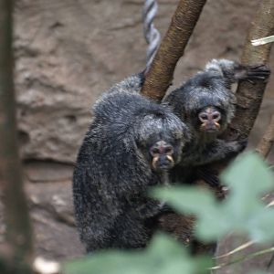 white faced saki females