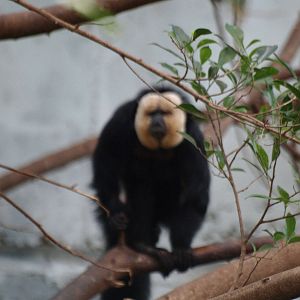 white-faced saki