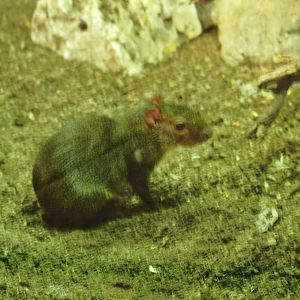 black agouti