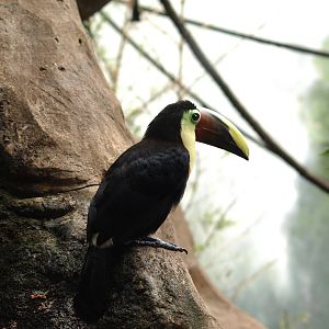 Chestnut-mandibled toucan