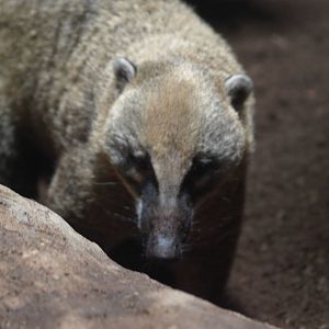 coati