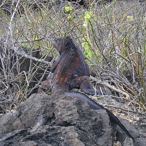 Marine Iguana