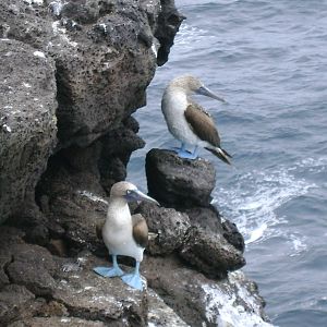 Blue footed boobies