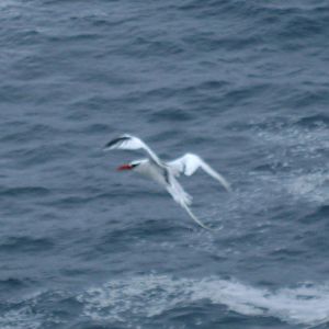 Tropicbird