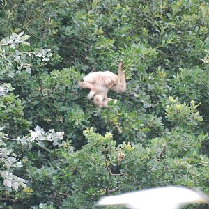 Lar gibbon on island