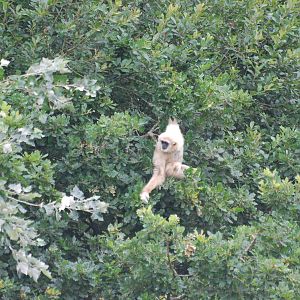 Lar gibbon on island