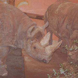 Black rhinos