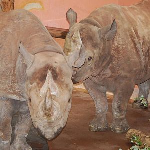 Black rhinos