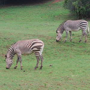 Hartmann's mountain zebras
