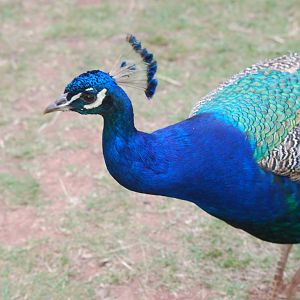Indian blue peafowl