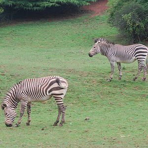 Hartmann's mountain zebras