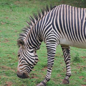 Hartmann's mountain zebra