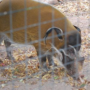 Red river hog