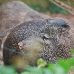 Collared peccary
