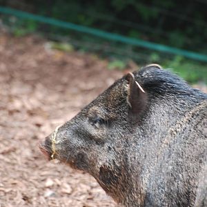 Collared peccary