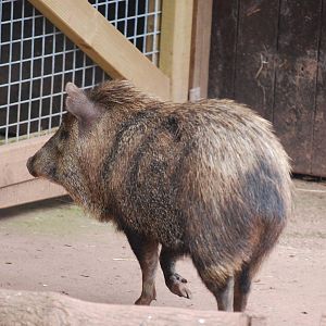 Collared peccary
