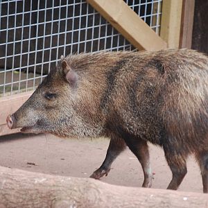 Collared peccary