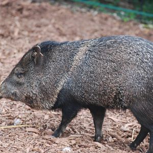 Collared peccary