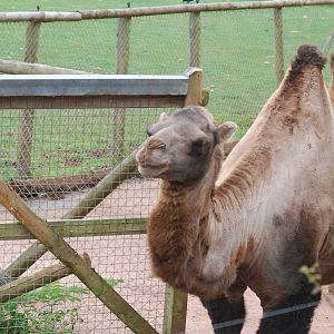Bactrian camel