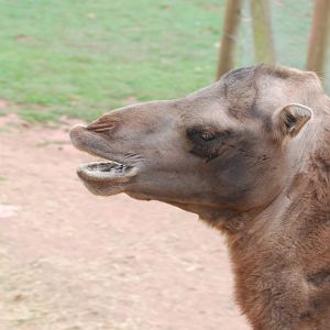 Bactrian camel